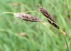 Carex spectabilis