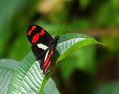 Heliconius telesiphe