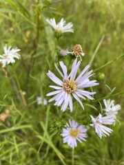 Symphyotrichum robynsianum