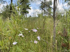 Symphyotrichum robynsianum