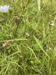 Symphyotrichum robynsianum