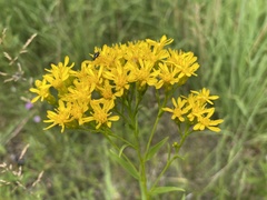 Solidago vossii