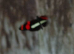 Heliconius telesiphe