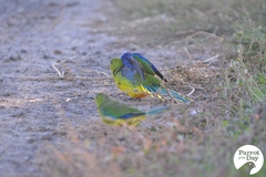 Neophema chrysogaster