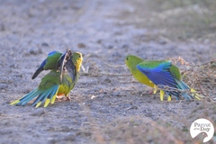 Neophema chrysogaster