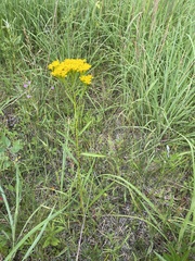 Solidago vossii