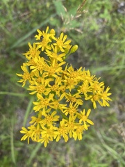 Solidago vossii
