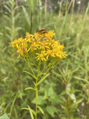 Solidago vossii