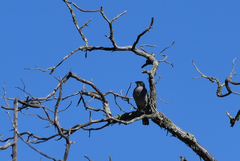 Aphelocoma wollweberi