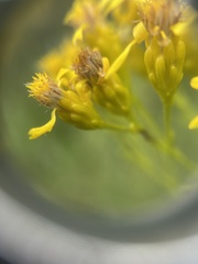 Solidago vossii