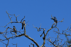 Aphelocoma wollweberi