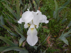 Iris albicans