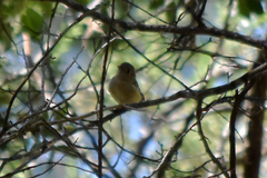 Empidonax fulvifrons