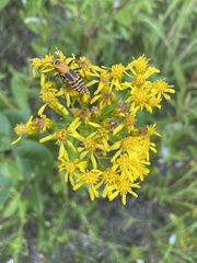 Solidago vossii