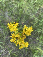 Solidago vossii