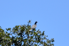 Patagioenas fasciata