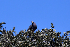 Patagioenas fasciata