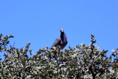 Patagioenas fasciata