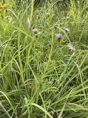 Symphyotrichum robynsianum