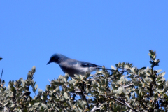 Aphelocoma wollweberi