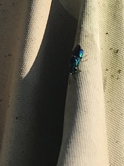 Chrysis angolensis