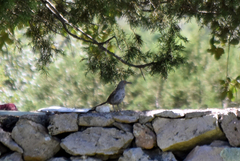 Toxostoma curvirostre