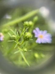 Symphyotrichum robynsianum