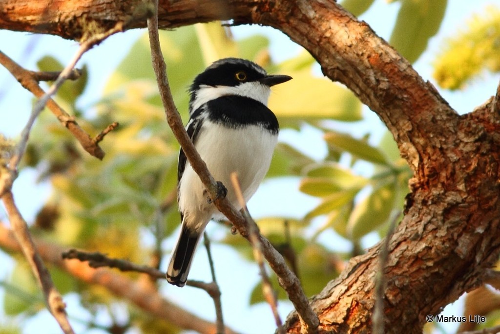 Angola Batis photo