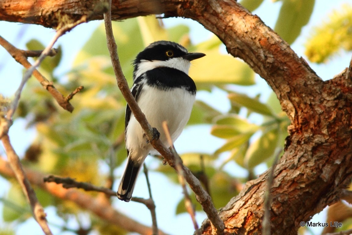 Angola Batis (Batis minulla)