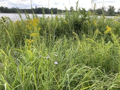 Symphyotrichum robynsianum