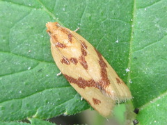 Clepsis pallidana