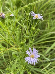 Symphyotrichum robynsianum