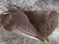 Gonoclostera timoniorum