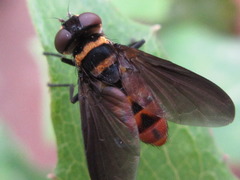 Pentatomophaga latifascia