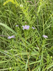 Symphyotrichum robynsianum