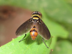 Pentatomophaga latifascia