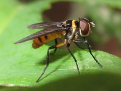 Pentatomophaga latifascia