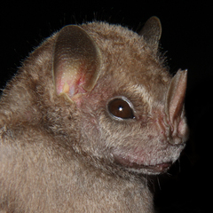 Chiroderma villosum