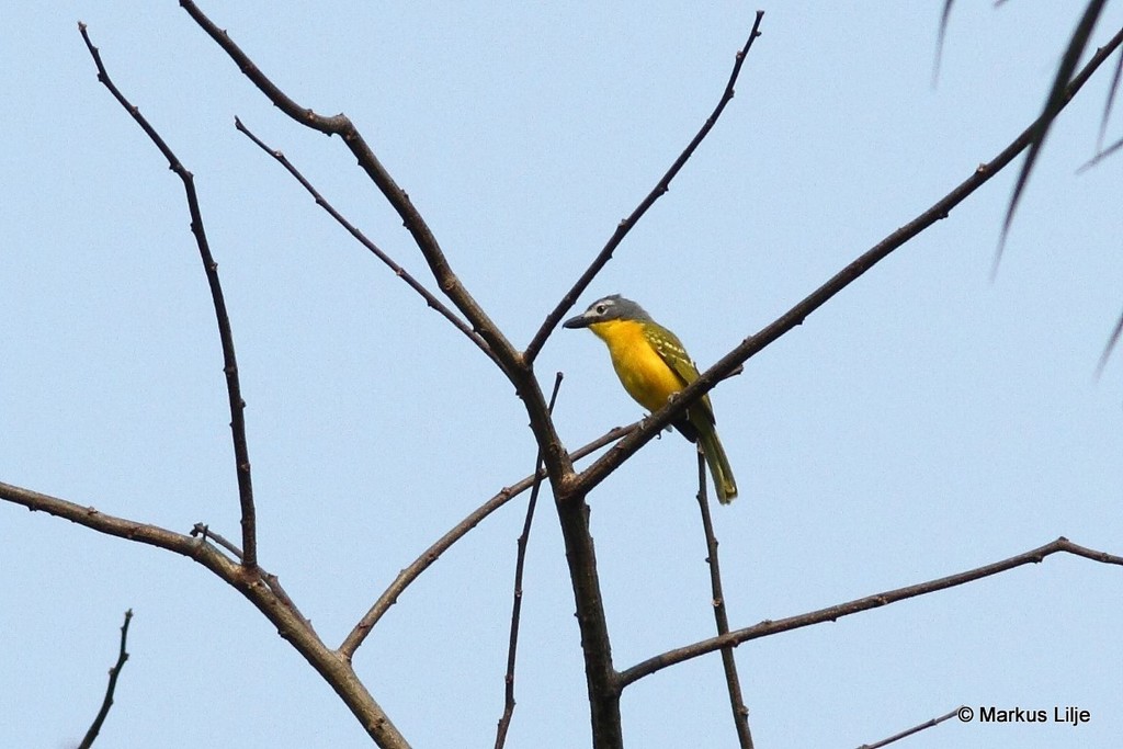 Monteiro's Bushshrike