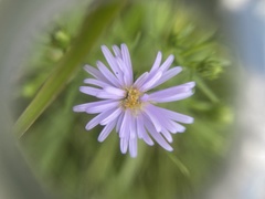 Symphyotrichum robynsianum