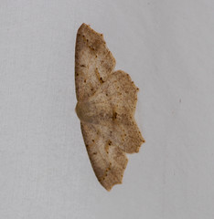 Sabulodes
