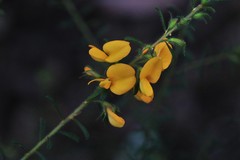 Pultenaea retusa