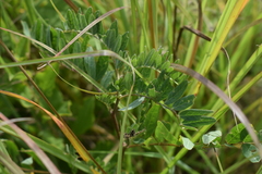 Astragalus canadensis