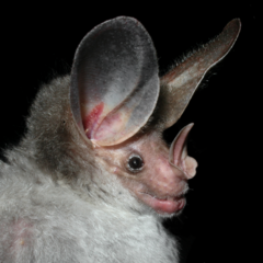 Chrotopterus auritus