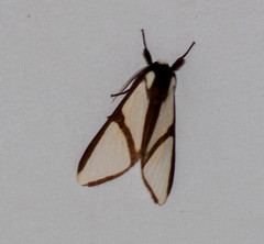 Turuptiana