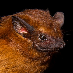 Chestnut Sac-Winged Bat photo 3