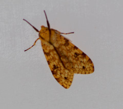 Lophocampa distincta