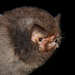 Thumbless Bat - Photo (c) Roberto Leonan Morim Novaes, some rights reserved (CC BY-NC), uploaded by Roberto Leonan Morim Novaes