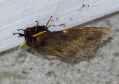 Paradirphia andicola