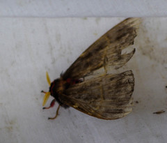 Paradirphia andicola
